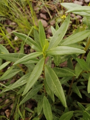Talinum aurantiacum