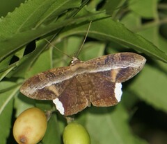 Hemeroblemma numeria