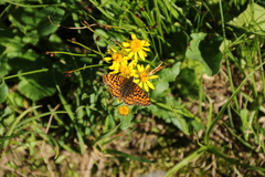 Boloria chariclea