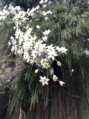 Clematis paniculata