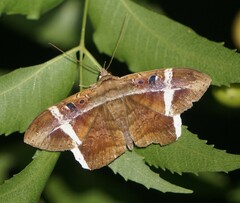 Hemeroblemma mexicana