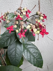 Clerodendrum thomsoniae