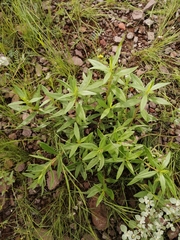 Talinum aurantiacum