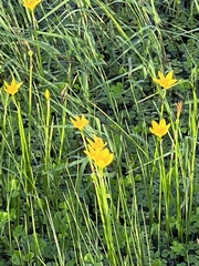 Zephyranthes pulchella
