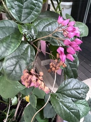 Clerodendrum thomsoniae
