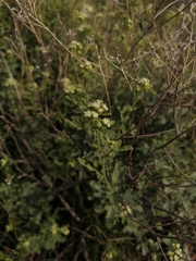 Parthenium