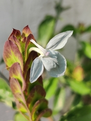 Ecbolium