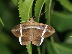 Hemeroblemma mexicana