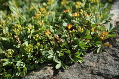 Sibbaldia procumbens