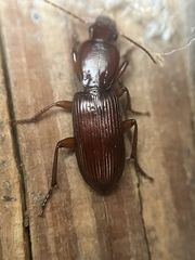 Stenomorphus californicus
