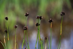 Juncus mertensianus