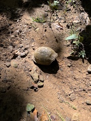 Terrapene carolina triunguis