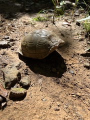 Terrapene carolina triunguis