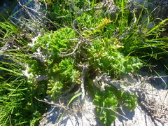 Pelargonium carnosum carnosum