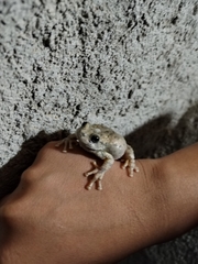 Hyla arenicolor