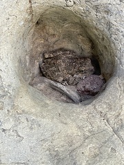 Pseudacris cadaverina