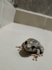 Hyla arenicolor