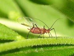 Uroleucon nigrotuberculatum