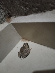 Hyla arenicolor