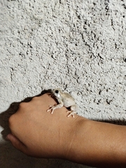 Hyla arenicolor