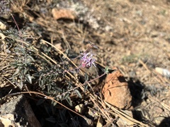 Monardella purpurea