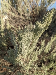 Artemisia filifolia