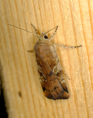 Cryptocala acadiensis