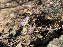Monardella purpurea