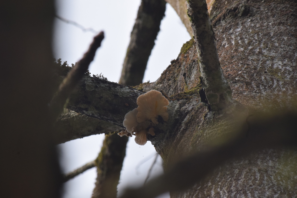 Pleurotus djamor · July 2022 · photo: © caja-manga (iNaturalist, cc-by)