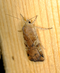 Cryptocala acadiensis