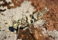 Trimerotropis saxatilis