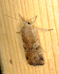 Cryptocala acadiensis