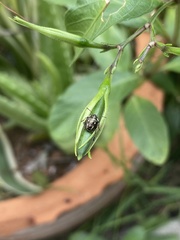 Eysarcoris guttigerus