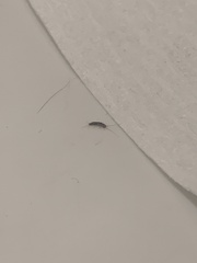 Lepismatidae