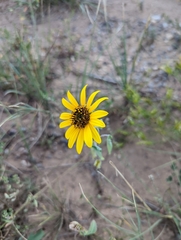 Helianthus petiolaris