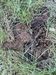 Scleroderma polyrhizum