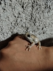 Hyla arenicolor