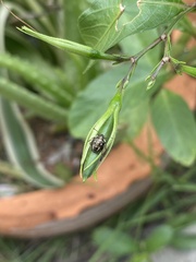 Eysarcoris guttigerus