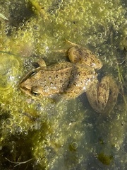 Rana luteiventris