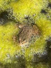 Rana luteiventris