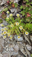 Erigeron morrisonensis