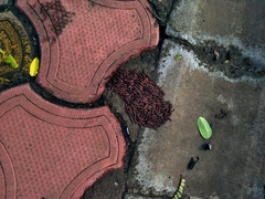 Trigoniulus corallinus