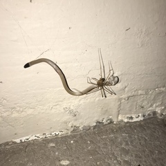 Tantilla hobartsmithi