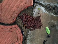 Trigoniulus corallinus