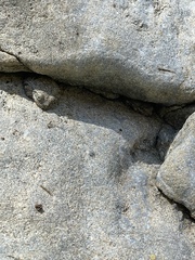 Pseudacris cadaverina