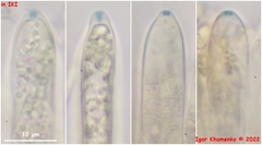 Crocicreas coronatum