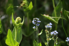 Veronica wormskjoldii