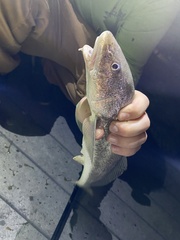 Menticirrhus americanus