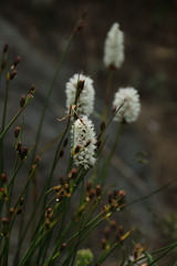 Bistorta bistortoides