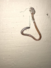 Tantilla hobartsmithi